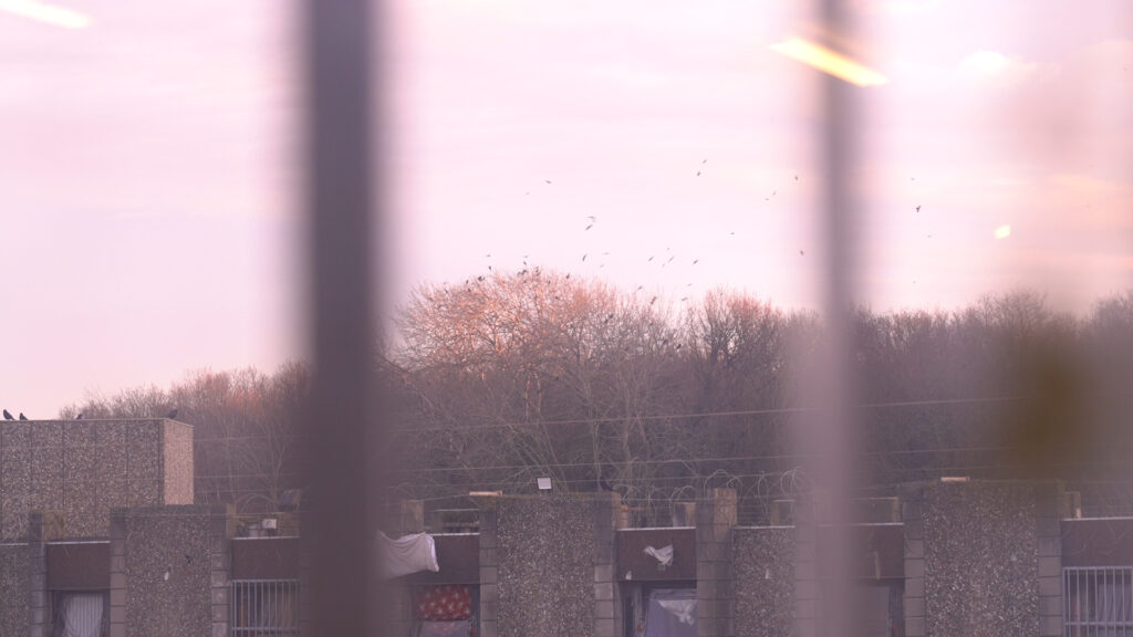 A travers la fenetre -oiseaux23