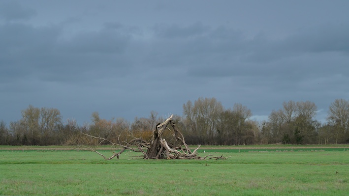 Loire-Arbre1-janv26©KRSTL26