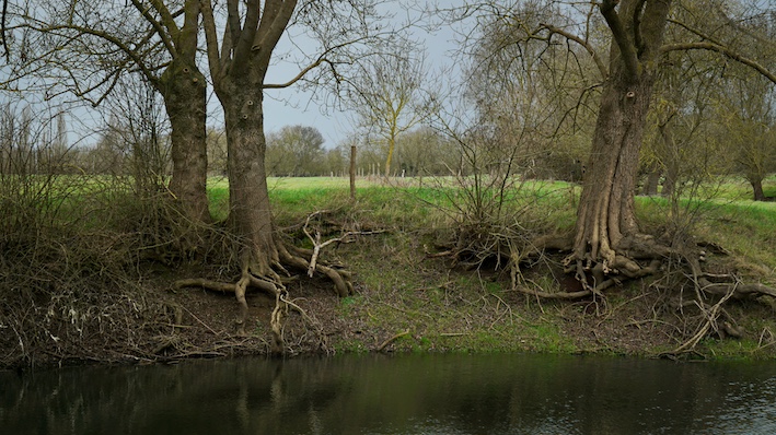 Loire-arbres2-janv26©KRSTL26